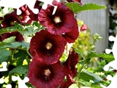 Red, Hollyhocks