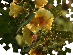 Yellow, Hollyhocks