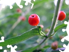 blueberries, honeysuckle