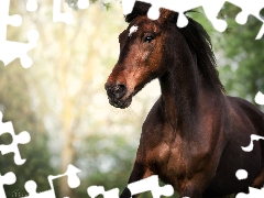 Horse, Brown, bay