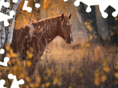 Brown, Horse, viewes, forest, trees