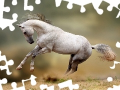 White, Horse