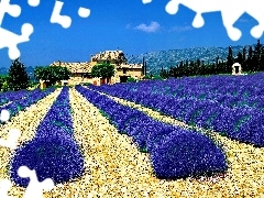 house, Field, lavender
