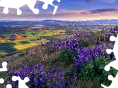 Flowers, lupine, field, Houses, The Hills