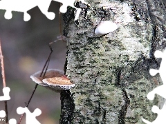 trunk, cork, Hubs, birch-tree