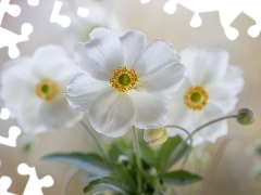 White, Anemone Hupehensis