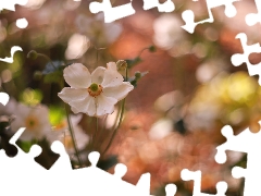 Flowers, White, Anemone Hupehensis