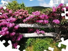 Hurdle, rhododendron