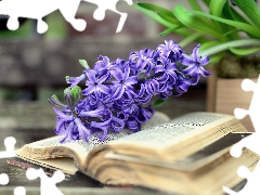Book, Colourfull Flowers, hyacinth