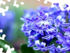 Colourfull Flowers, blue, hyacinth