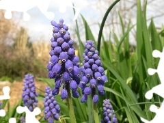 hyacinth Muscari