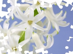 White, hyacinth