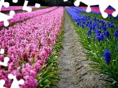 color, Hyacinths