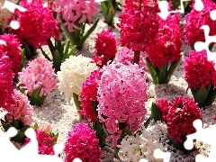 color, Hyacinths