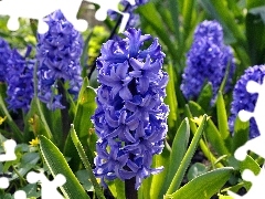 Hyacinths, beatyfull, purple