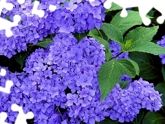 Blue, hydrangea