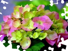 Coloured, hydrangea