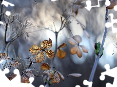 hydrangea, dry, Flowers