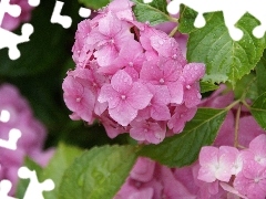 hydrangea, nature, Flowers