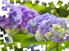 Flowers, hydrangea