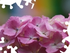 hydrangea, Flowers, Pink