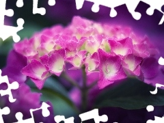 Pink, hydrangea