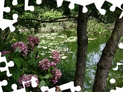 Pond Water, Garden, hydrangea