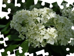 White, hydrangea