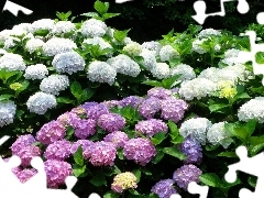 color, hydrangeas