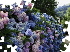 hydrangeas, Bush, Flowers