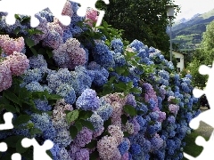 hydrangeas, Bush, Flowers