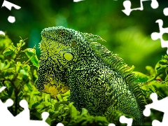 grass, lizard, Green Iguana