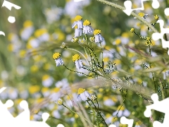 Flowers, camomiles, rapprochement, illuminated