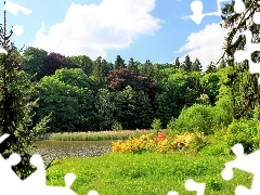 forest, rushes, car in the meadow, lake