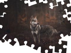 dog, forest, car in the meadow, Czechoslovakian Wolfdog