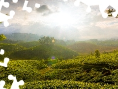 plantation, Munnar, india, tea