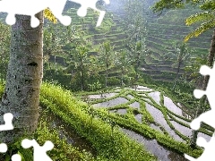 Field, Bali, indonesia, rice