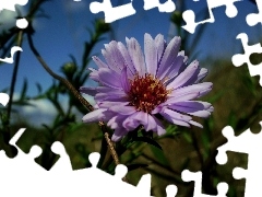 Aster, inflorescence
