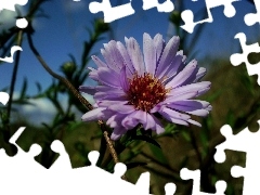 Aster, inflorescence