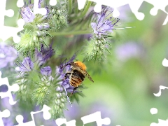 Insect, bee, Flowers, purple, Scorpionweed