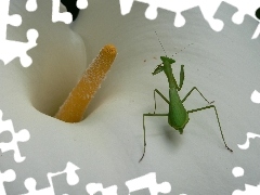 Colourfull Flowers, Insect, mantis, Kalia