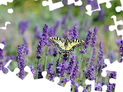butterfly, Insect, lavender, Oct Queen