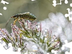 Plants, water, Insect, drops