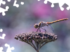 dragon-fly, female, Insect, Vagrant Darter