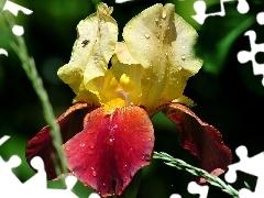 drops, Colourfull Flowers, iris