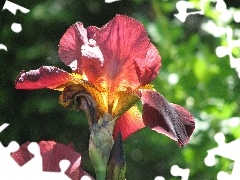 flakes, Colourfull Flowers, iris