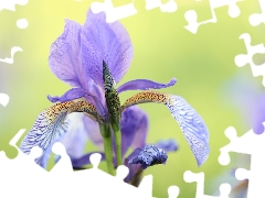 Colourfull Flowers, lilac, iris