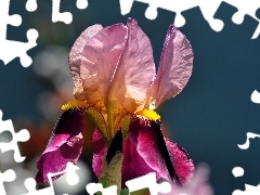 Pink, iris