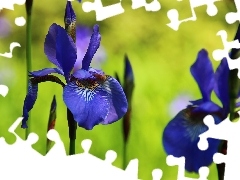 iris, Siberian Iris