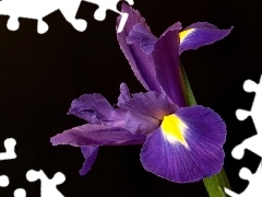 Violet, iris